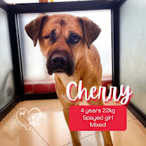 Thumbnail photo of Cherry #1