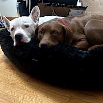 Thumbnail photo of Hawk #3