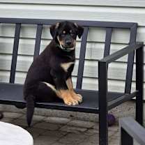 Thumbnail photo of McGee #4