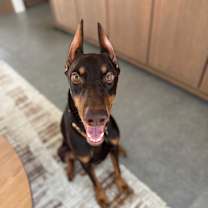 Thumbnail photo of Apallo #1