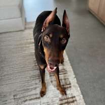 Thumbnail photo of Apallo #3