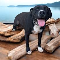 Thumbnail photo of Zeus #4