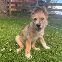 adopt-pet