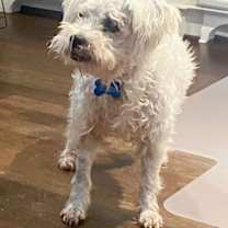 Thumbnail photo of Scout #1