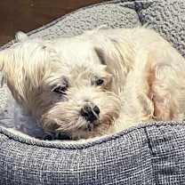 Thumbnail photo of Scout #2