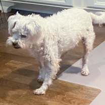 Thumbnail photo of Scout #3