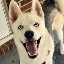 Thumbnail photo of Captivating & Curious Koda #3