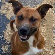 Thumbnail photo of Scooby #2