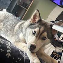 adopt-pet