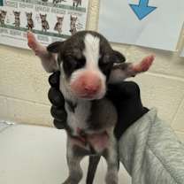 Thumbnail photo of Birch (Formerly Kahoot) #2