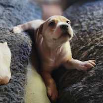 Thumbnail photo of Birch (Formerly Kahoot) #3