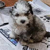 Thumbnail photo of Newman #2