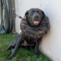 Thumbnail photo of Lilac #3