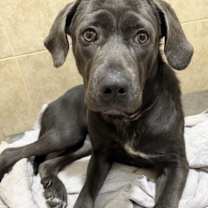 Thumbnail photo of Lilac #4