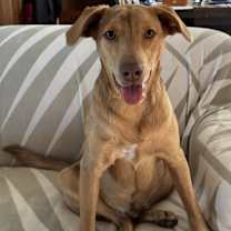 Thumbnail photo of Triple Threat THAD IN FOSTER! HOUSE TRAINED & CRATE TRAINED! #3