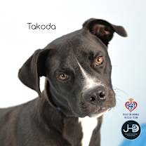Thumbnail photo of Takoda #3