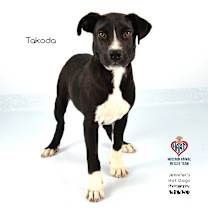 Thumbnail photo of Takoda #4