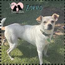 adopt-pet