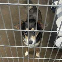 Thumbnail photo of Daisey #2