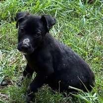 Thumbnail photo of Pugsley #2