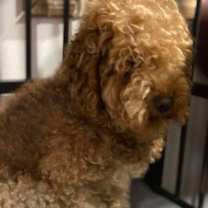 Thumbnail photo of Maple #1