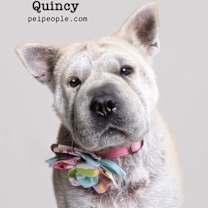 adopt-pet