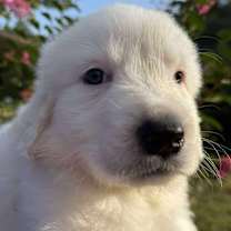 Thumbnail photo of Cheetarah #2