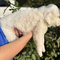 Thumbnail photo of Cheetarah #3