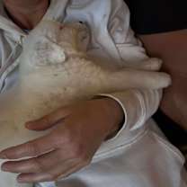 Thumbnail photo of Cheetarah #4