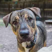 Thumbnail photo of Sadie #4