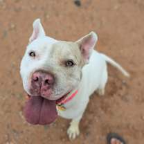 Thumbnail photo of Stella #1