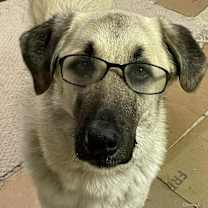 Thumbnail photo of Charlie looking for my family #1