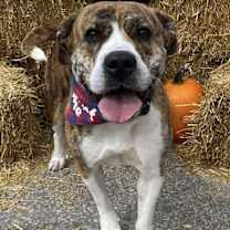 adopt-pet