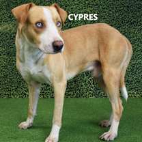 Thumbnail photo of Cypress #2