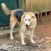 Thumbnail photo of Loki #1