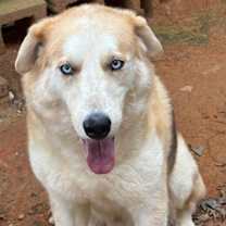 Thumbnail photo of Loki #2