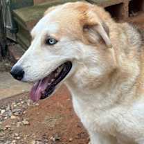 Thumbnail photo of Loki #3