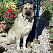 Thumbnail photo of Charlie lookig for my family! #3