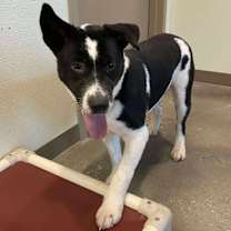 Thumbnail photo of Bellatrix  #1