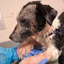 Thumbnail photo of Bellatrix  #2