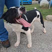 Thumbnail photo of Bellatrix  #3