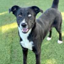 Thumbnail photo of Voldemort #2