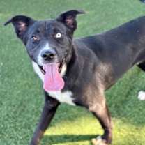 Thumbnail photo of Voldemort #3