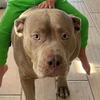 adopt-pet