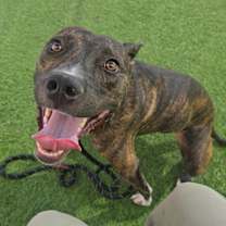 adopt-pet