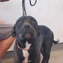 adopt-pet