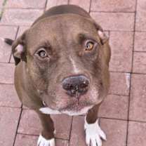adopt-pet