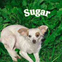 Thumbnail photo of Sugar #2