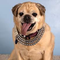 adopt-pet