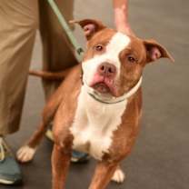 Thumbnail photo of Crescent Roll #2